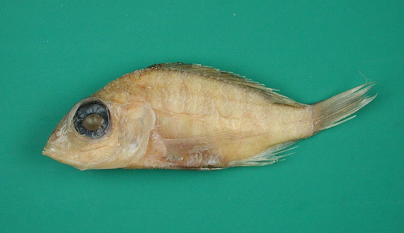 Placidochromis macroceps